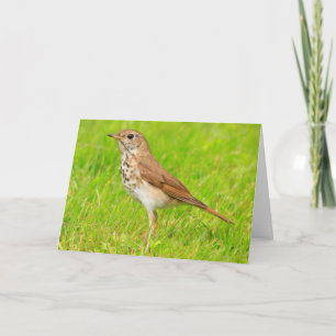 Kleine vogelpest Natuur die je denkt Kaart