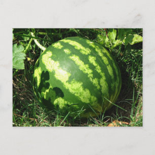 Kleine watermeloen briefkaart