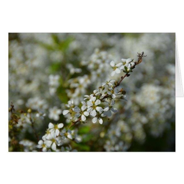 Kleine witte bloemen (Voorkant Horizontaal)