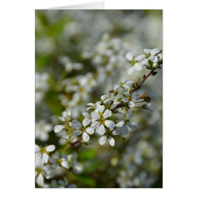 Kleine witte bloemen (Voorkant)