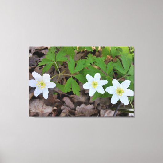 kleine witte bloemen canvas afdruk (Voorkant)