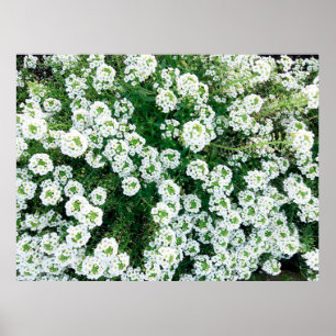 Kleine witte bloemen overdag in het gras poster