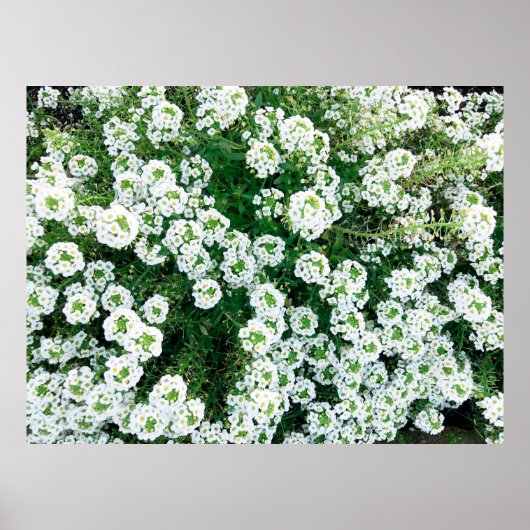 Kleine witte bloemen overdag in het gras poster (Voorkant)