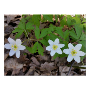 kleine witte bloemen perfect poster