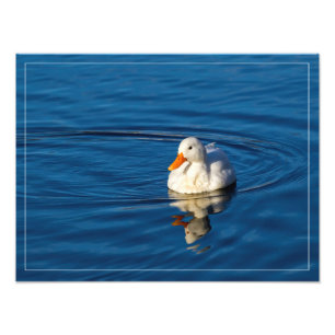 Kleine witte duck Reflecties Foto Afdruk
