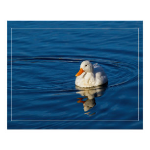 Kleine witte duck Reflecties Perfect Poster