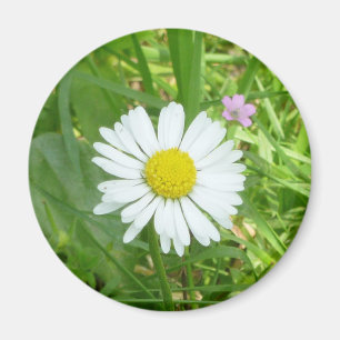 Kleine Witte en Gele Miniatuur Daisy Magneet