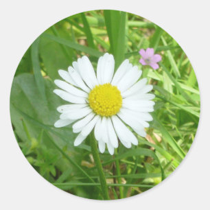 Kleine Witte en Gele Miniatuur Daisy Ronde Sticker
