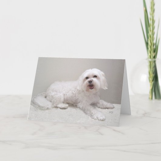 Kleine Witte Havanese Kaart (Voorkant)