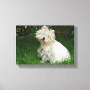 Kleine witte hond op Canvas Afdruk