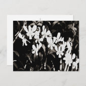 Kleine witte orchideeën briefkaart (Voorkant / Achterkant)
