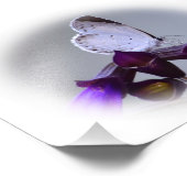 Kleine witte vlinder foto afdruk (Hoek)