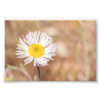 Kleine Witte Wilde Daisy Bloem met Geel Centrum Foto Afdruk