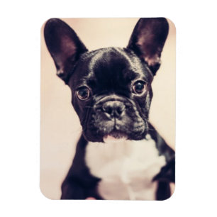 Kleine zwart-witpop magneet