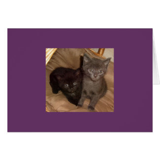 Kleine zwarte en kleine grijze