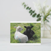 Kleine zwarte en witte lammeren briefkaart (Staand voorkant)