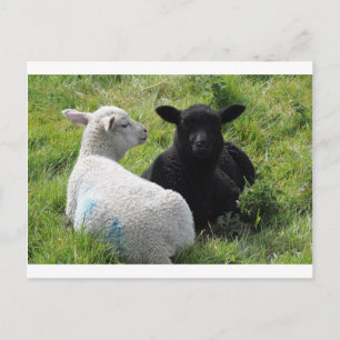 Kleine zwarte en witte lammeren briefkaart