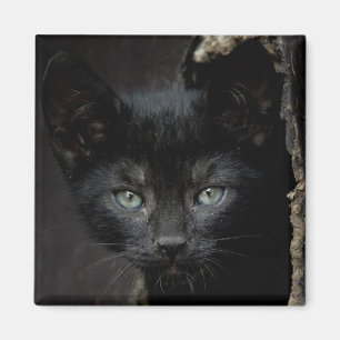 Kleine zwarte Kat Magneet