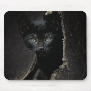 Kleine zwarte Kat Muismat