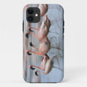 Kleinere flamingo's in beweging, Phoenicopterus iPhone 11 Hoesje