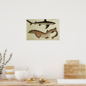 Kleinere zeehonden poster (Keuken)