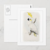 Kleinere zwavelcreste cockatoo briefkaart (Voorkant / Achterkant)