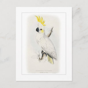 Kleinere zwavelcreste cockatoo briefkaart
