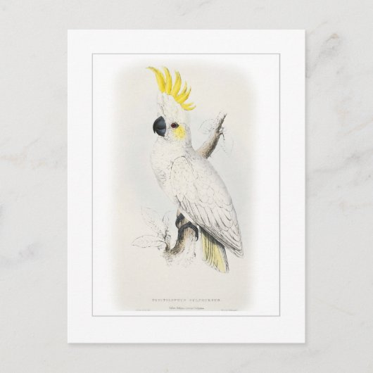 Kleinere zwavelcreste cockatoo briefkaart (Voorkant)