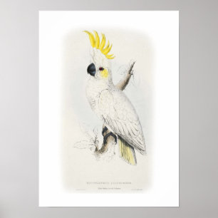 Kleinere zwavelcreste cockatoo poster