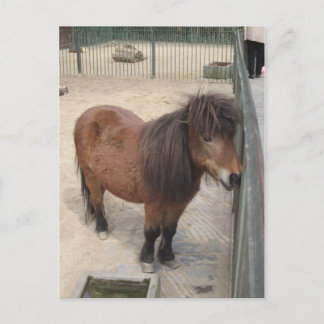 Kleines Pony Briefkaart