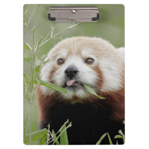 Klembord Foto rode panda, dieren.