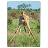 Klembord Giraffe (Achterkant)