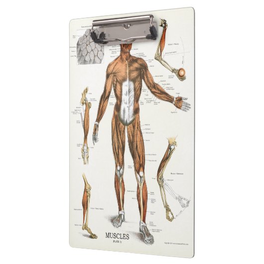 Klembord voor anatomie (Links)