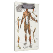 Klembord voor anatomie (Rechts)