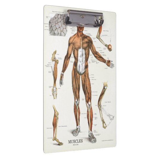 Klembord voor anatomie (Rechts)