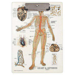 Klembord voor de Anatomie van het Hart van het Bur