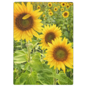 Klembord "Zonnebloem" (Achterkant)