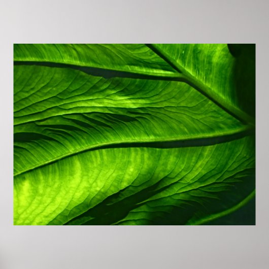 Klepfoto van groen blad poster (Voorkant)