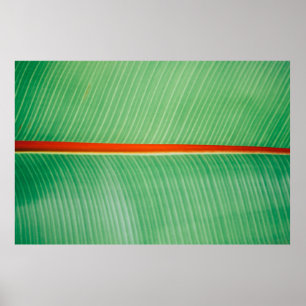 Klepfoto van groen blad poster