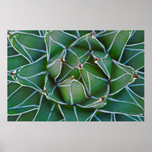 Klepfoto van groen en wit plant poster