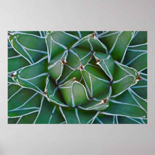 Klepfoto van groen en wit plant poster (Voorkant)