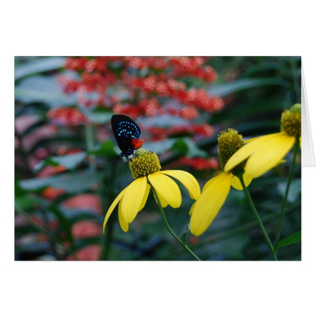 Kleur (Voorkant Horizontaal)