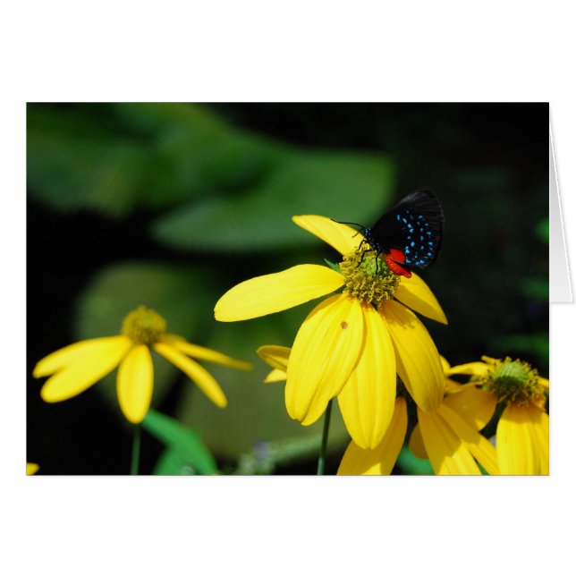 Kleur 2 (Voorkant Horizontaal)