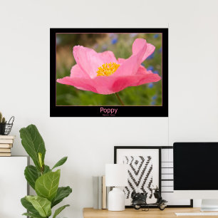 Kleur Ingelijste Roze Klaproos Foto Close-up Poster