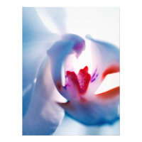 Kleur Pop Orchid Afdrukfoto Uitbreiding