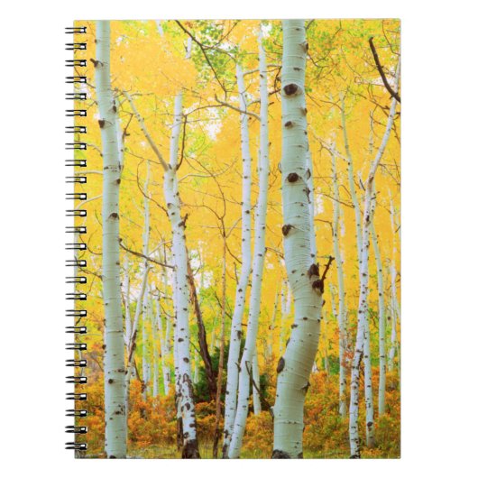 Kleur van de Aspen-bomen 1 Notitieboek (Voorkant)