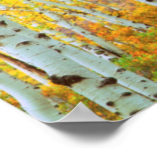 Kleur van de Aspen-bomen 1 Poster (Hoek)
