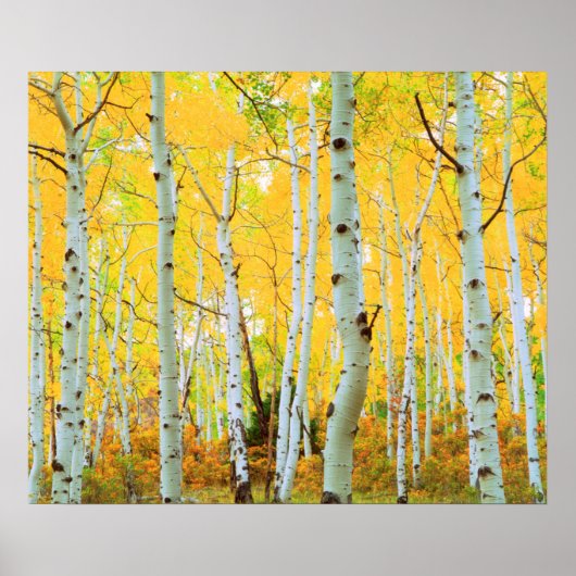 Kleur van de Aspen-bomen 1 Poster (Voorkant)