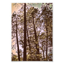 kleur van de foto van de bomen