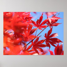 Kleur van de Herfst van Arborist Fiery: rode mapel